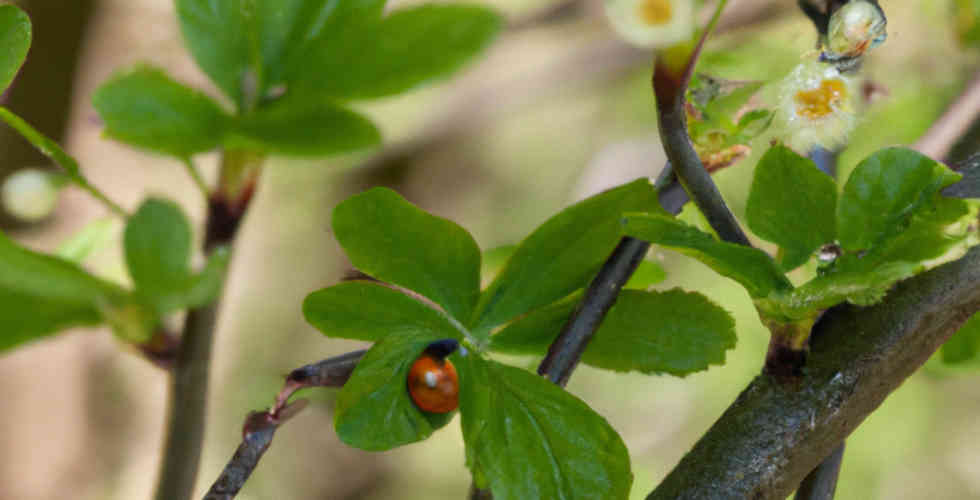 Natural Plants and Trees Soundscape