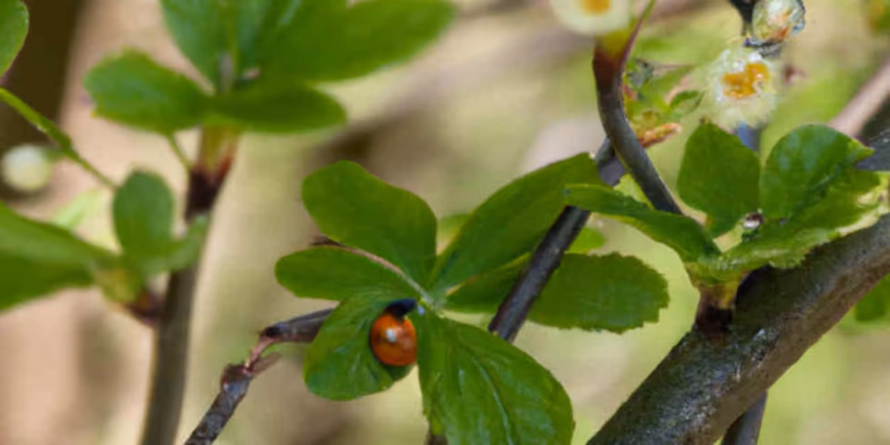 Plants and Trees ambient soundscape