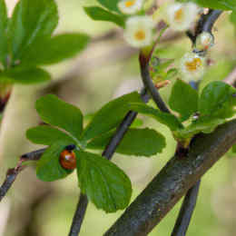 Natural Life Essence Plants and Trees Soundscape
